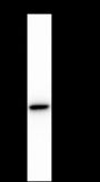 Anti-Arginase-1 Rabbit mAb