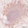 Anti-CD19 Rabbit mAb