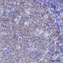Anti-CD19 Rabbit mAb