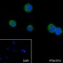 Anti-CD19 Rabbit mAb