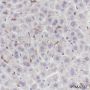 Anti-F4/80 Rabbit mAb