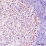Anti-MCM3 Rabbit mAb