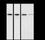 Anti-HSP90 beta Rabbit mAb