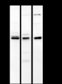 Anti-CDK8 Rabbit mAb