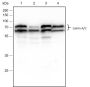 Anti-Lamin A/C Rabbit mAb