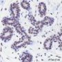 Anti-Lamin A/C Rabbit mAb