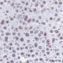 Anti-Lamin A/C Rabbit mAb