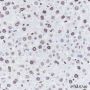 Anti-Lamin A/C Rabbit mAb