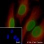 Anti-Lamin A/C Rabbit mAb