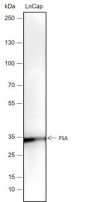 Anti-PSA/KLK3 Rabbit pAb