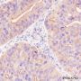 Anti-IL-10 Rabbit mAb