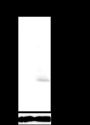 Anti-Phospho-CREB (Ser133) Rabbit mAb