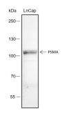 Anti-PSMA/FOLH1 Rabbit mAb