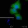 Anti-Calpastatin Rabbit mAb