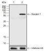 Anti-Keratin 1 Rabbit pAb