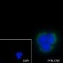 Anti-NDUFA4L2 Mouse mAb
