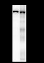 Anti-MYBPC3 Mouse mAb