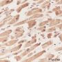 Anti-MYBPC3 Mouse mAb