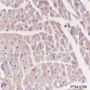 Anti-MYBPC3 Mouse mAb