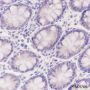 Anti-MYBPC3 Mouse mAb