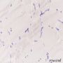 Anti-MYBPC3 Mouse mAb