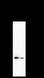 Anti-ANP32A Mouse mAb
