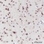 Anti-ANP32A Mouse mAb