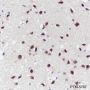Anti-ANP32A Mouse mAb