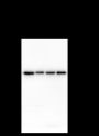 Anti-ATP5A1 Mouse mAb