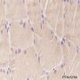 Anti-ATP5A1 Mouse mAb