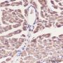 Anti-ATP5A1 Mouse mAb