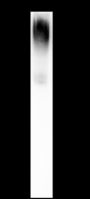 Anti-Decorin Mouse mAb