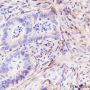 Anti-Decorin Mouse mAb