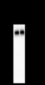 Anti-LAMP1 Mouse mAb
