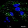 Anti-LAMP1 Mouse mAb