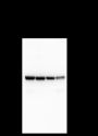 Anti-BMP6 Rabbit mAb