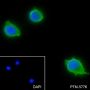 Anti-BMP6 Rabbit mAb
