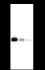 Anti-Bcl-2 Rabbit mAb
