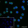 Anti-Bcl-2 Rabbit mAb