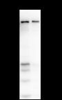 Anti-BAG6 Mouse mAb