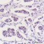 Anti-BAG6 Mouse mAb
