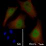 Anti-BAG6 Mouse mAb