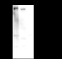 Anti-Phospho-RNA Polymerase II CTD Repeat YSPTSPS (Ser2/5) Mouse mAb