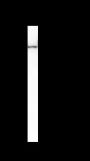 Anti-alpha Actinin 2 Mouse mAb