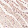 Anti-alpha Actinin 2 Mouse mAb