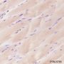 Anti-alpha Actinin 2 Mouse mAb