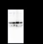 Anti-eEF1A1 Mouse mAb
