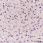 Anti-eEF1A1 Mouse mAb