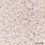 Anti-eEF1A1 Mouse mAb