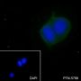 Anti-eEF1A1 Mouse mAb